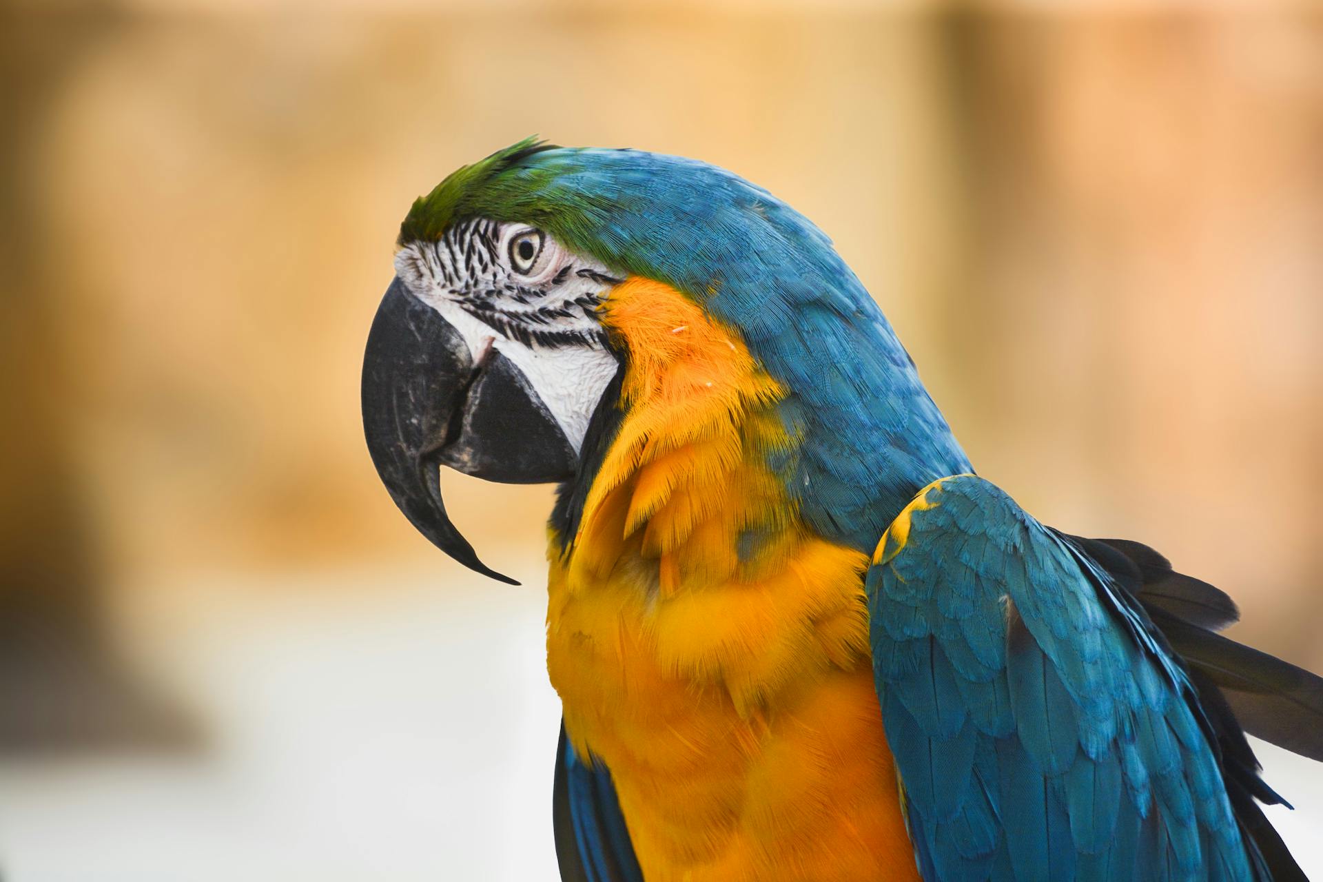 公共营养师案例分析 - 学校营养改善策略